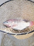 6月１９日（金）の釣果_f0192504_18454579.jpg
