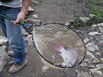 6月１９日（金）の釣果_f0192504_18504513.jpg