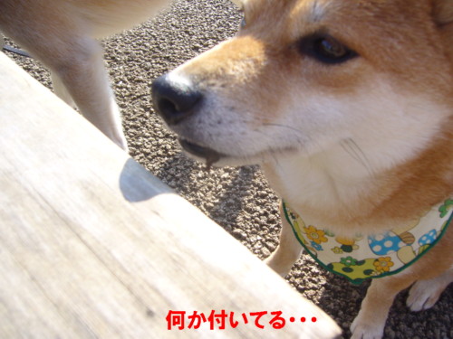 e0131506_2372143.jpg