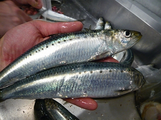 入梅いわし_f0157910_1623922.jpg