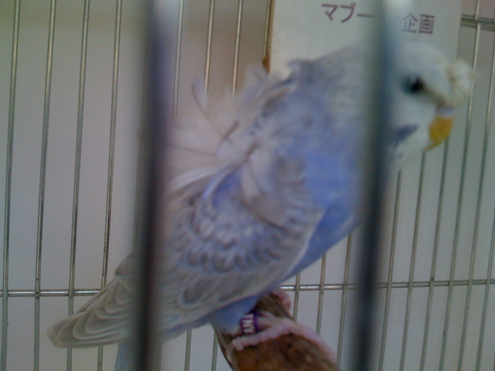 羽衣パステルカラー バイオレッド セキセイインコ全般繁殖販売 マブーティ企画 最新情報 23都法研 第 ｂ０００３２３号 法定研修済