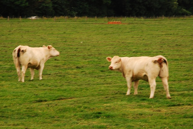 c0164514_0173230.jpg