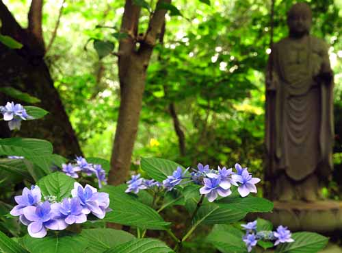 あじさいとお地蔵さま　（6月18日　柿生・浄慶寺）_a0023315_14321097.jpg