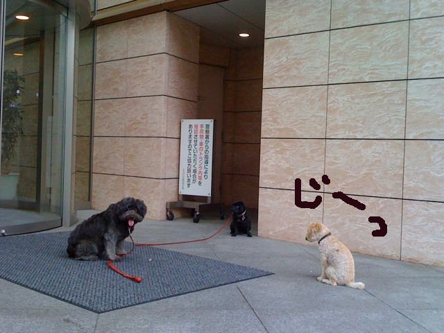 わんわん学級_a0077315_14341328.jpg