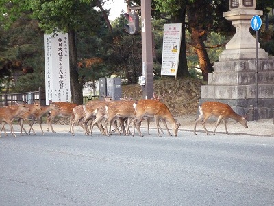 奈良・・・旅の終わりに・・・_f0060316_15325429.jpg