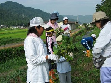 枝豆収穫!_e0061225_1105989.jpg