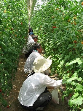 夏野菜収穫と田舎ぐらし体験 2日目 今立地区_e0061225_11113557.jpg