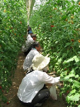 夏野菜収穫と田舎ぐらし体験　２日目　今立地区_e0061225_11113557.jpg