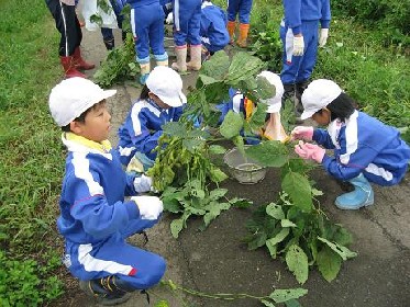 待ちに待った枝豆収穫!!_e0061225_925617.jpg