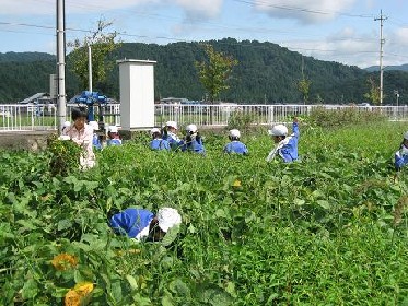 待ちに待った枝豆収穫!!_e0061225_930565.jpg