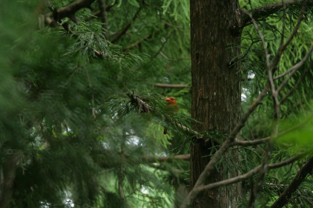 e0154134_79750.jpg