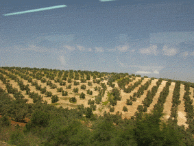 e0034141_1646287.gif