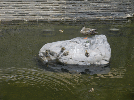 c0093046_7242742.gif