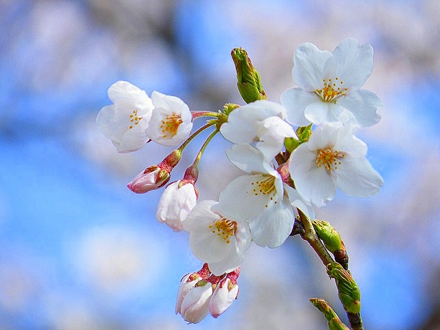 桜_b0174157_7494811.jpg