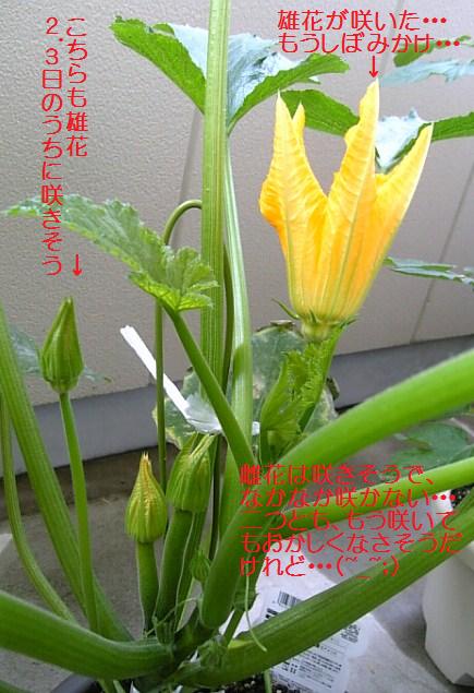 c0115560_1152784.jpg
