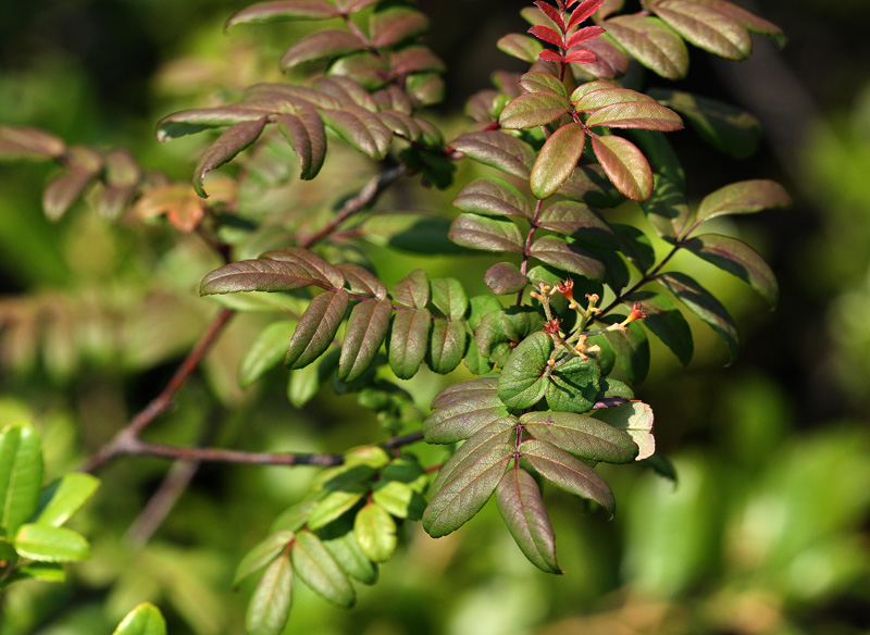 ナンキンナナカマド Sorbus Gracilis 鳥平の自然だより 植物編