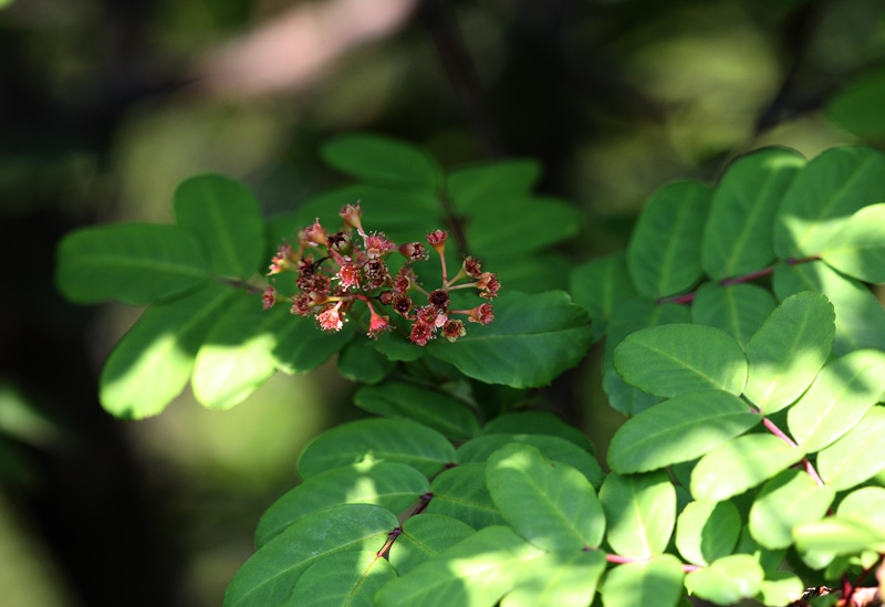 ナンキンナナカマド Sorbus Gracilis 鳥平の自然だより 植物編