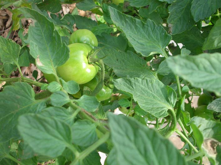 トマトを初収穫し、ジャガイモを試し掘り（09・6・17）_c0014967_18223788.jpg