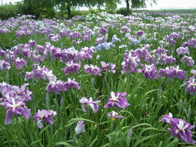 菖蒲町～桶川。_e0139281_19385357.jpg