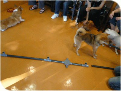 f0018384_1132251.gif
