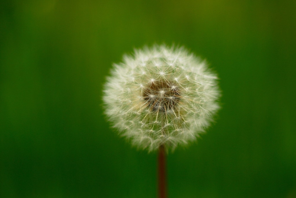 野の花も　力もあり　美しくも　ある。　頑張れーーー。_f0205287_2311397.jpg