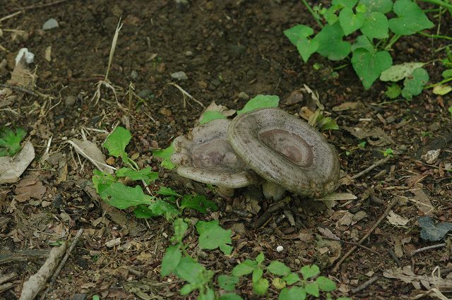 e0070891_17551987.jpg