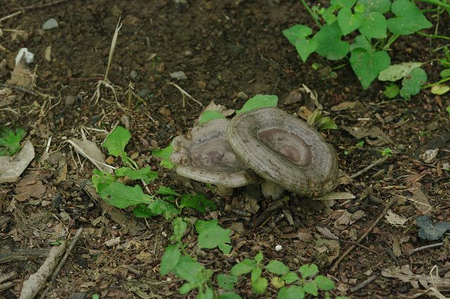 ■　キノコ3種　　　09.6.19　　　（カワリハツ、ヒロハシデチチタケ、ヒナノヒガサ）_e0070891_17551987.jpg