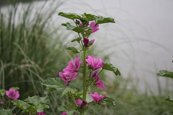 初夏の花(水田の傍）_d0145794_19124260.jpg