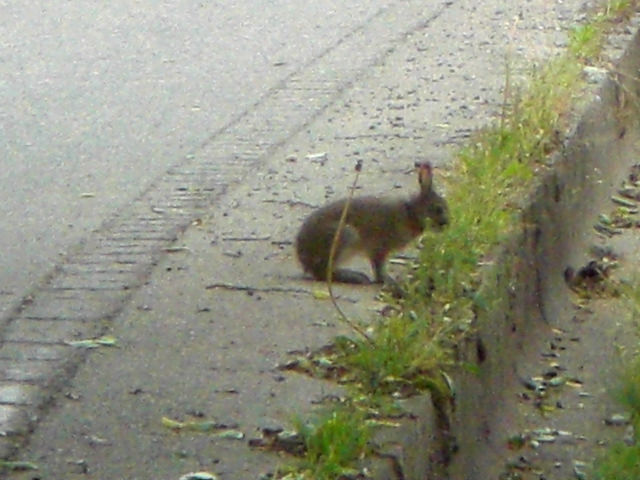 c0099395_853108.jpg