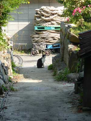 琵琶湖の沖島へ行ってきました!_c0093196_1157070.jpg