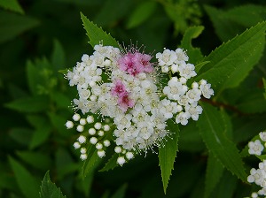 出た　カミキリムシ　!!!_a0123003_20163870.jpg