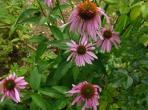 a0123003_20543121.jpg