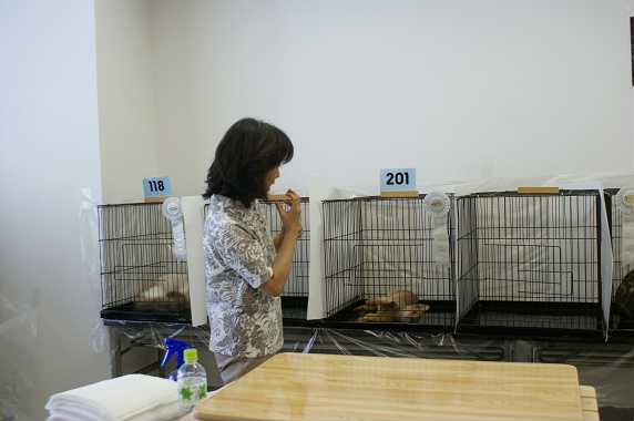博多@TICA CAT SHOW_e0033609_23265135.jpg