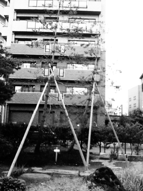 長岡の_d0039111_17233863.jpg