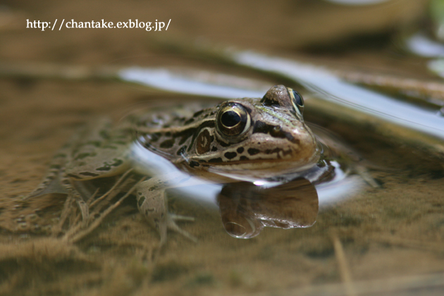 アジサイ園の生き物達_c0189013_7243821.jpg