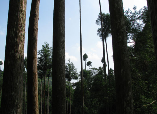 山歩き 卯の谷_e0048413_9203463.jpg