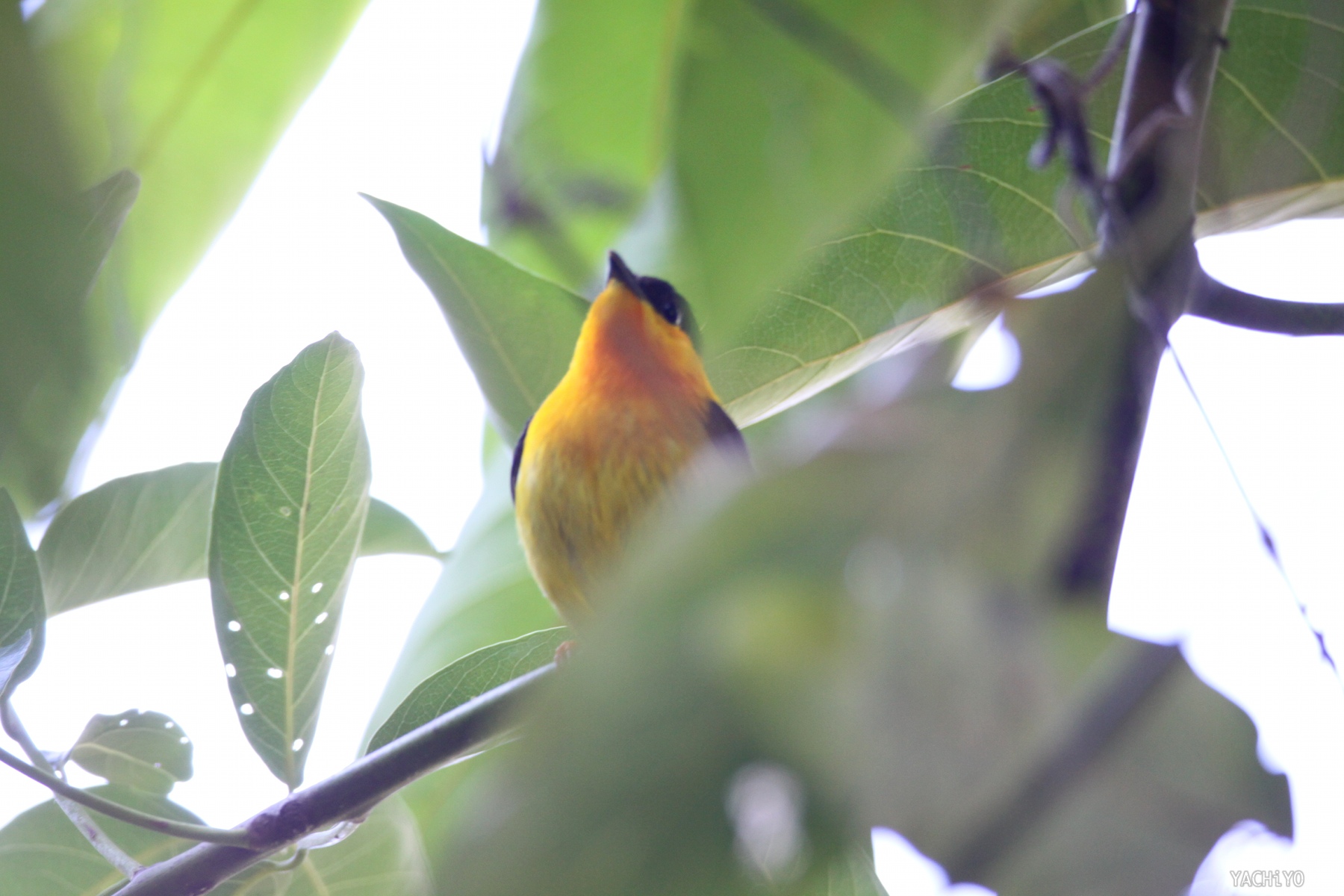 Orange-collared Manakin_b0088514_21273553.jpg