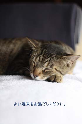 昼の長さと猫の睡眠_e0156015_921132.jpg