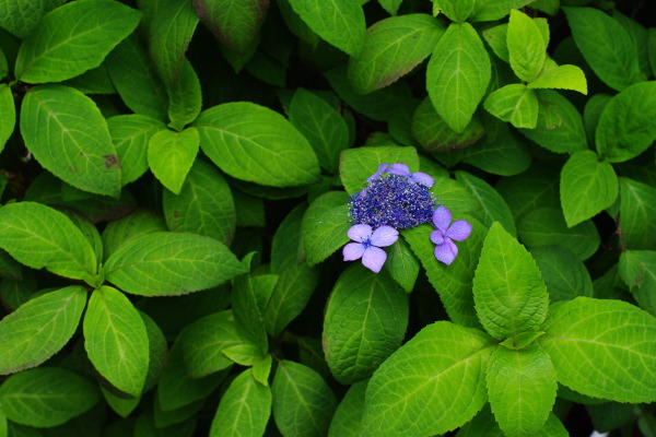 紫陽花と路地_b0053019_21132141.jpg