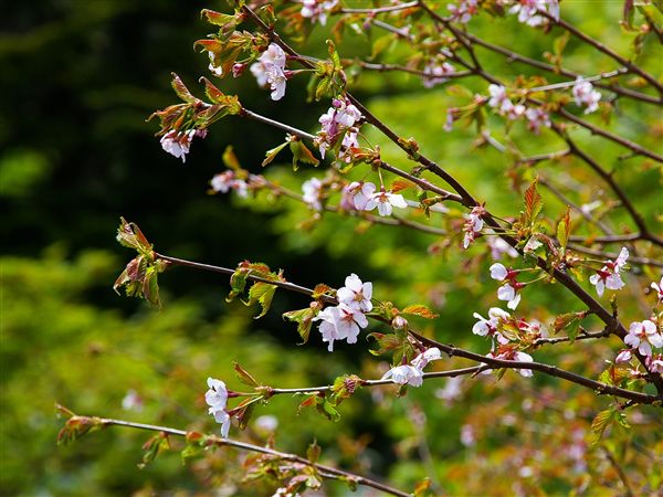 雲上の花街道_c0081645_23204668.jpg