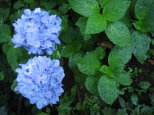 b0072051_20455969.jpg