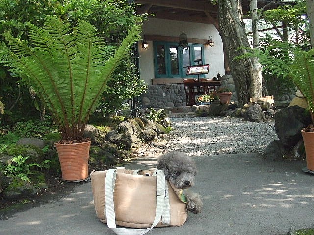 軽井沢の小旅行(パート6：「雲場池園地」へ)_e0129656_027263.jpg