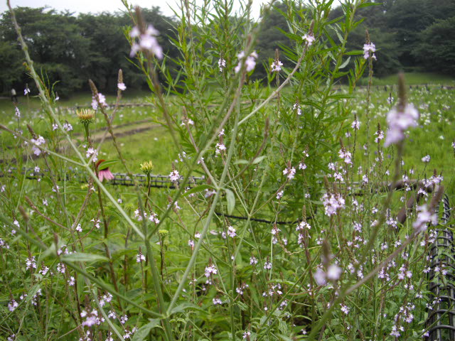 d0116059_2047459.jpg