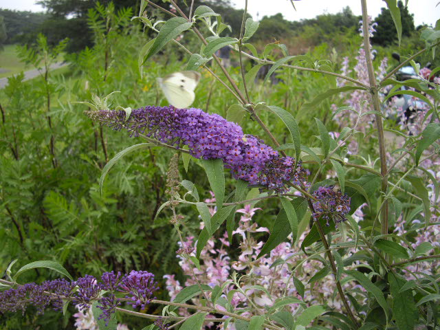 d0116059_20513327.jpg