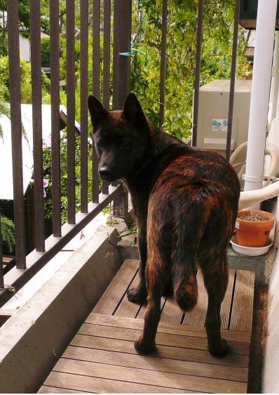 ベランダにトイレ 甲斐犬 お竜と岳渡成長日記