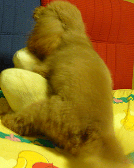 f0090964_6543523.gif