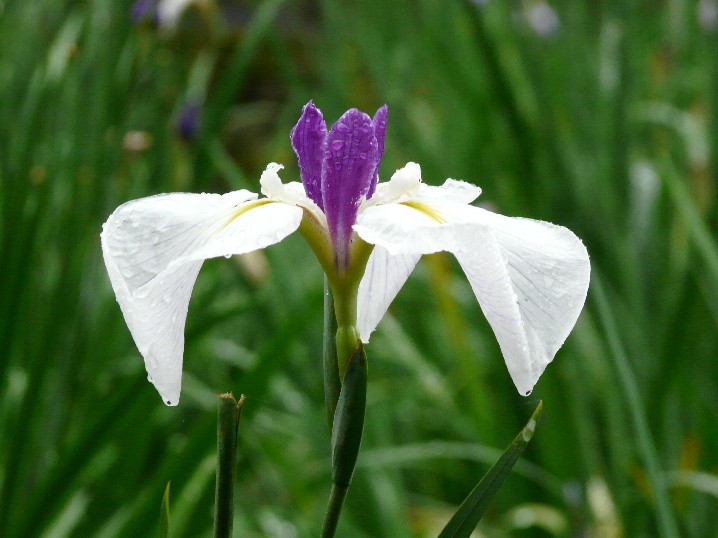 終盤の菖蒲園_f0201084_8194088.jpg