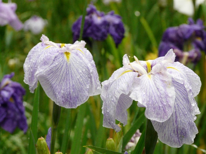 終盤の菖蒲園_f0201084_8204412.jpg