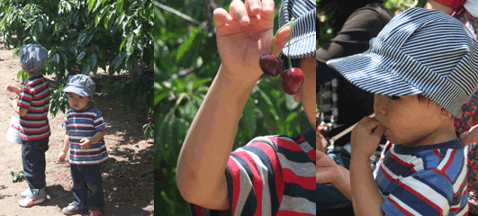 cherry picking_c0033994_2372312.gif