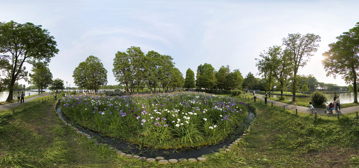 Mizumoto Park, Iris  水元公園の花菖蒲_d0108602_23582419.jpg